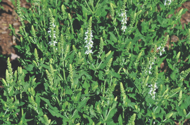 Bywa, że napar z szałwii wywołuje skurcze porodowe.