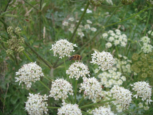 BZYKUŚ