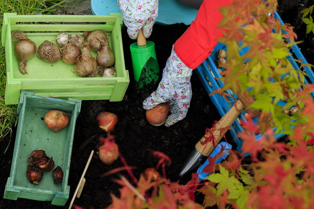 Cebulki sadzimy tak, by warstwa przykrywającego je podłoża była dwukrotnie większa niż średnica cebulki