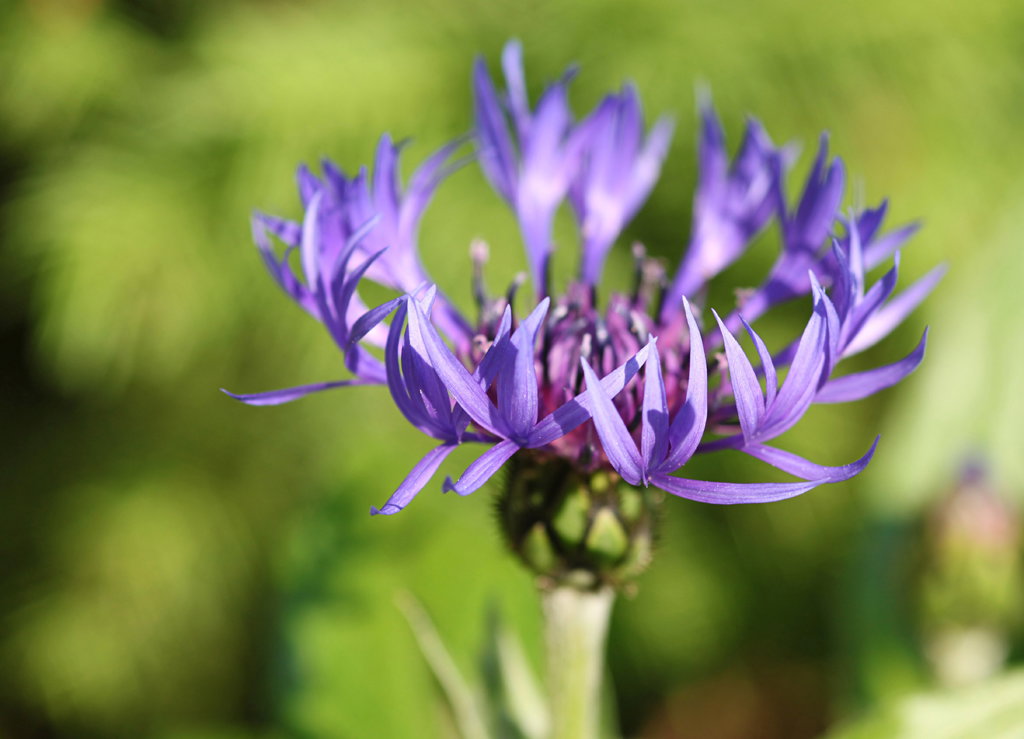 Chaber górski długo utrzymuje kwiaty. Jeśli znudzi się nam na rabacie, możemy go sciąć do wazonu