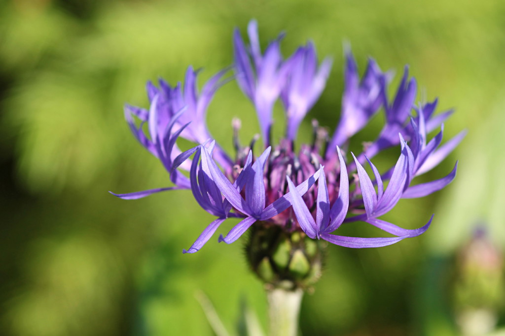 Chaber górski długo utrzymuje kwiaty. Jeśli znudzi się nam na rabacie, możemy go sciąć do wazonu