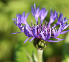 Chaber górski długo utrzymuje kwiaty. Jeśli znudzi się nam na rabacie, możemy go sciąć do wazonu