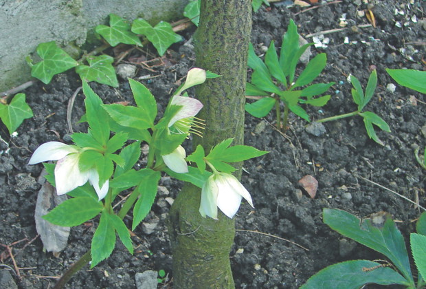 Ciemierniki dobrze wyglądają  jako solitery, w grupach i towarzystwie kwiatów wiosennych.
