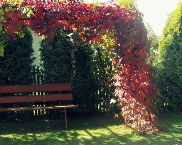 Czerwień winorośli