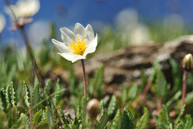 Dębik ośmiopłatkowy to gatunek alpejski, preferujący przepuszczalne, próchniczne podłoża i słoneczne stanowiska