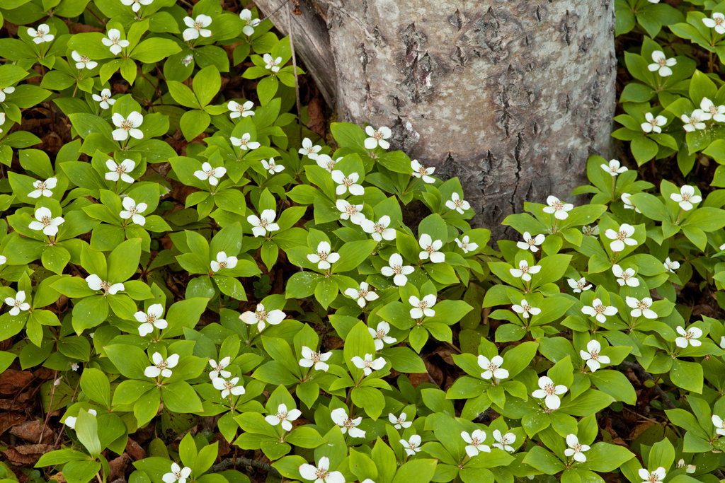 Dereń kanadyjski przypomina derenia kwiecistego, nie jest jednak krzewem, lecz byliną. Dereń kanadyjski kwitnie w czerwcu