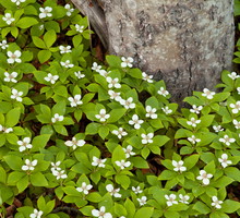 Dereń kanadyjski przypomina derenia kwiecistego, nie jest jednak krzewem, lecz byliną. Dereń kanadyjski kwitnie w czerwcu