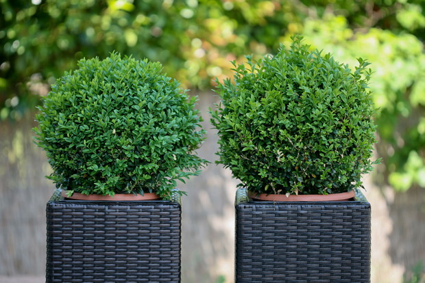 Do całorocznej uprawy w doniczkach nadaje się m.in. bukszpan