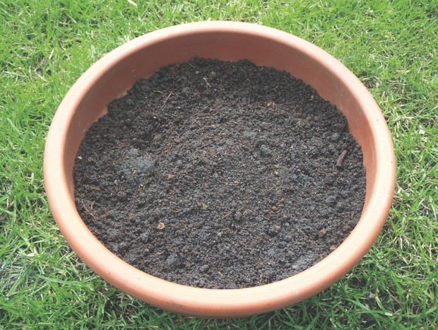 Do sadzenia używam mieszanki ziemi uniwersalnej i kompostowej.