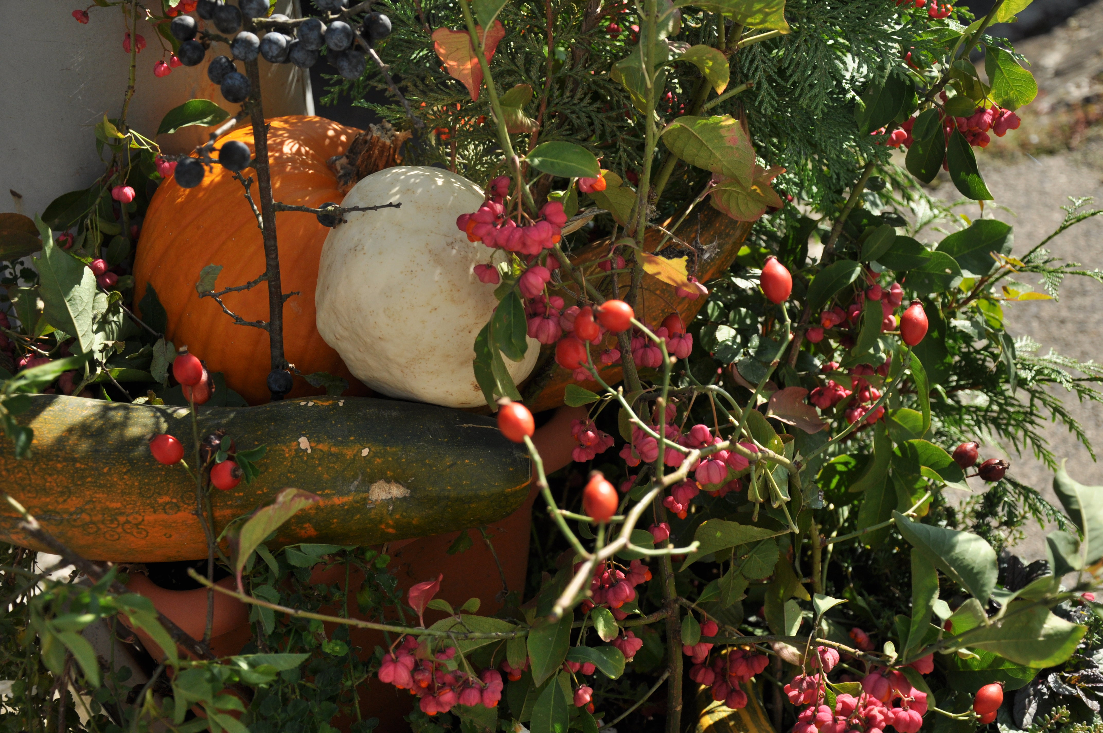 Dynie ozdobne to podstawa jesiennych aranżacji w moim ogrodzie.