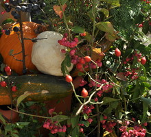 Dynie ozdobne to podstawa jesiennych aranżacji w moim ogrodzie.