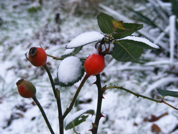 Dzika róża jest dość odporna na mróz i nie wymaga zabezpieczeń.