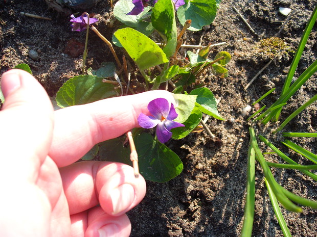 fiołek 
którego dostałam 
2012 roku od pani Danusi