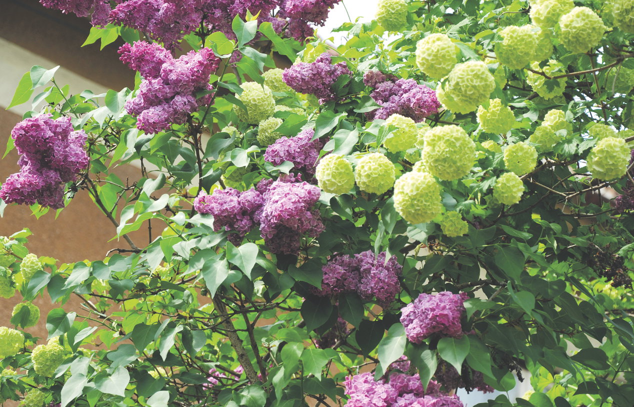 Fioletowe bzy wspaniale harmonizują z okazałymi, jasnymi kulami kaliny koralowej.