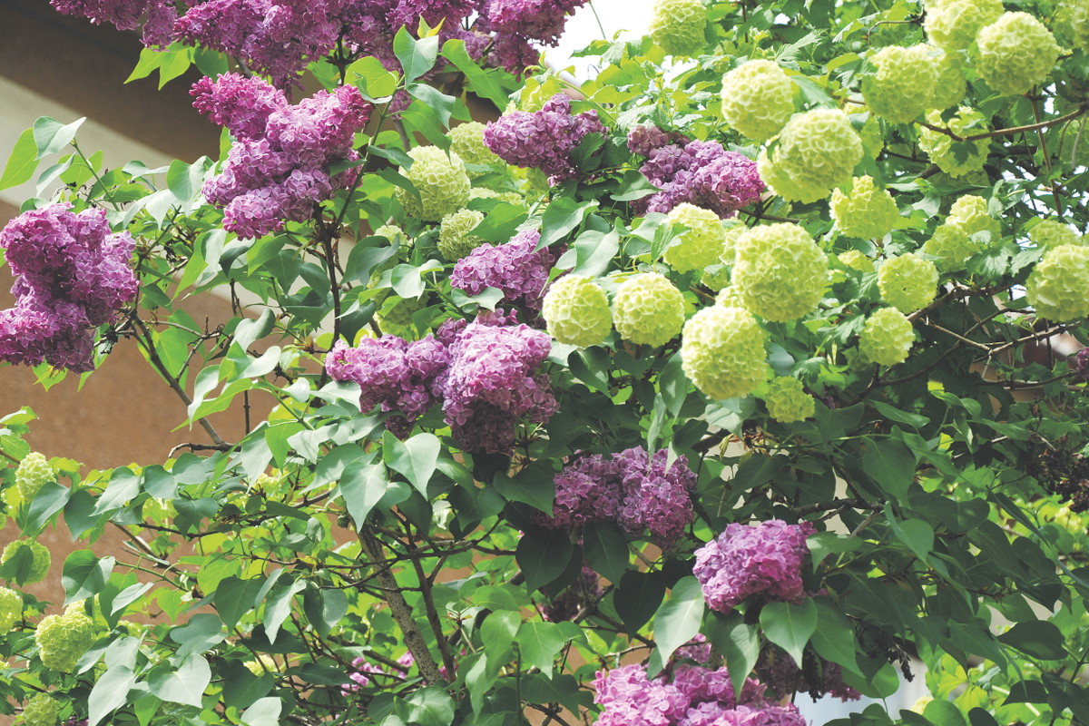 Fioletowe bzy wspaniale harmonizują z okazałymi, jasnymi kulami kaliny koralowej.