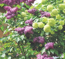 Fioletowe bzy wspaniale harmonizują z okazałymi, jasnymi kulami kaliny koralowej.