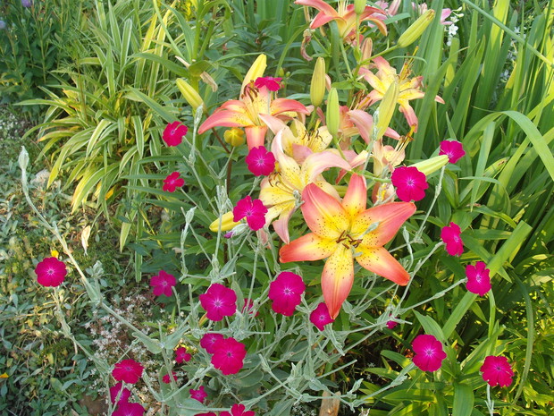 firletka kwiecista end lilie