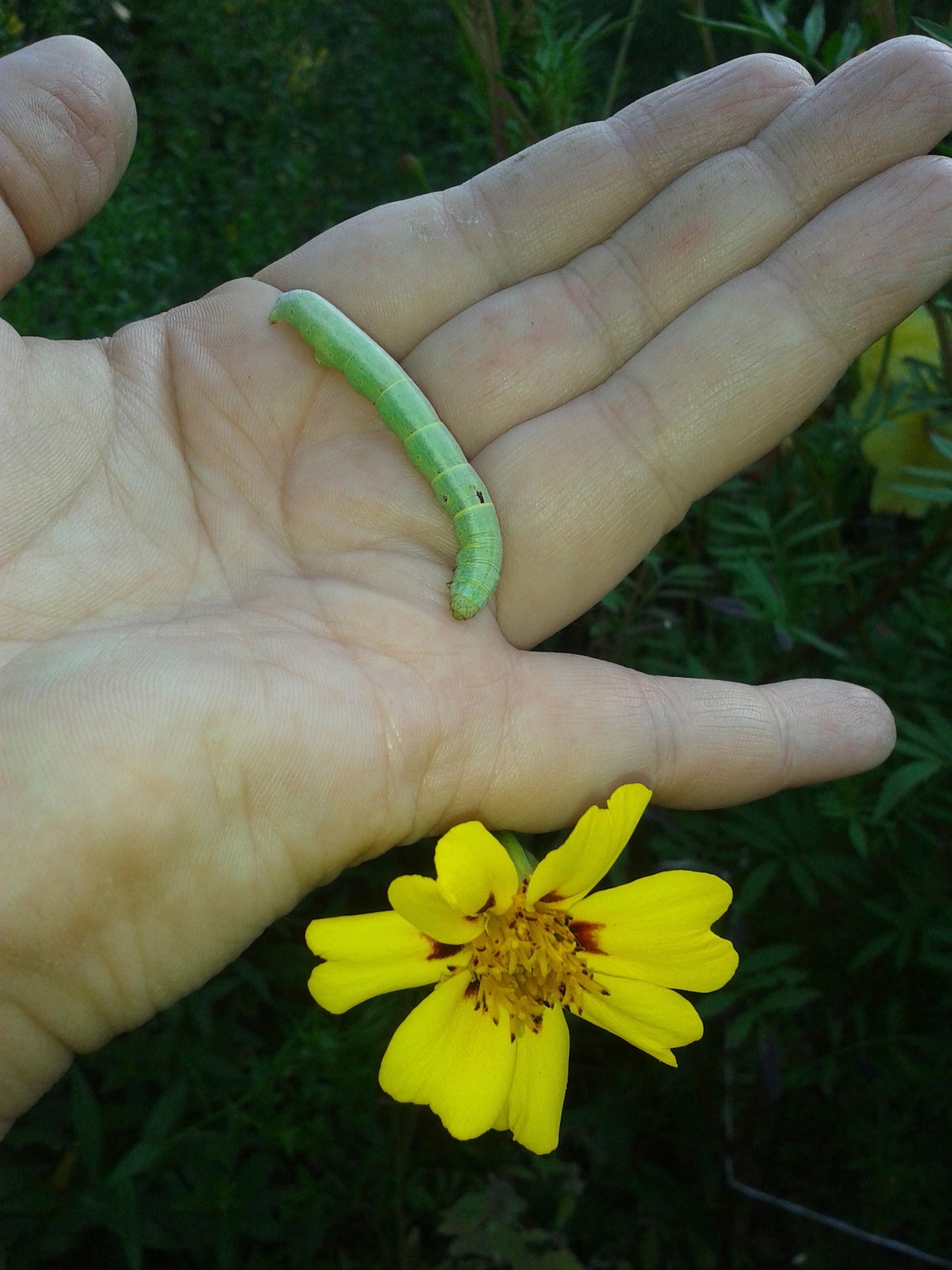 GĄSIENICZKA I AKSAMITKI