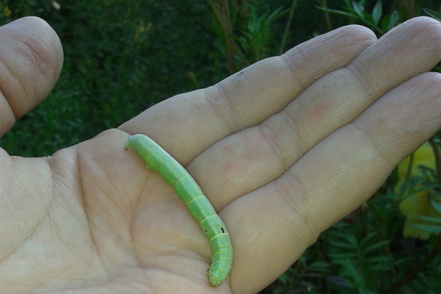 GĄSIENICZKA I AKSAMITKI