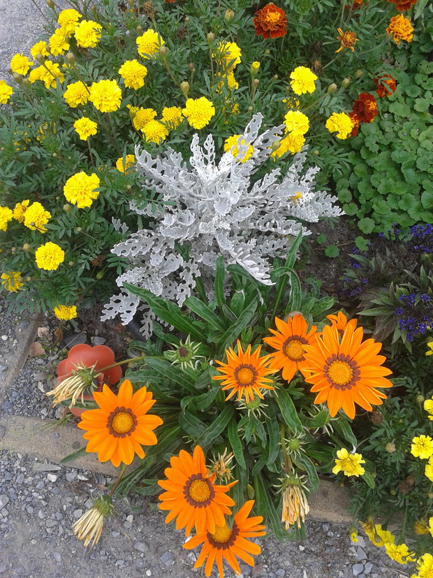 gazania