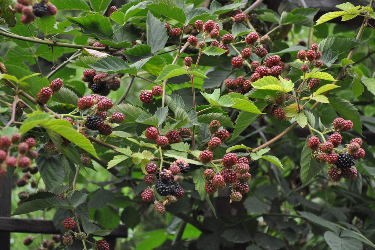 Gdy pędy jeżyn osiągną ok. 2 m (zwykle w drugim roku od posadzenia), obcinamy im wierzchołki. Wtedy ładnie się rozkrzewią.