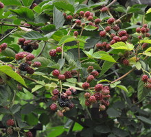 Gdy pędy jeżyn osiągną ok. 2 m (zwykle w drugim roku od posadzenia), obcinamy im wierzchołki. Wtedy ładnie się rozkrzewią.