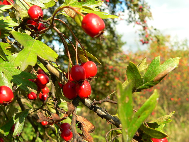 Głóg – z jego owoców można przygotować m.in. wina, dżemy i zdrowe herbatki.