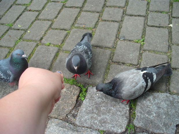 gołąbeczki park gliwice