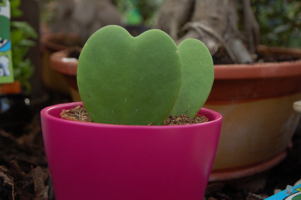 Hoja kerri nie lubi zbyt częstego podlewania. Podłoże powinno być jedynie lekko wilgotne. Przesuszenie z pewnością jej nie zaszkodzi. 