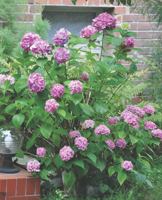 Hortensje boją się mrozów, dlatego wymagają całkowitego okrycia. W przeciwnym razie przemarzną im pąki kwiatowe.