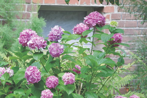 Hortensje boją się mrozów, dlatego wymagają całkowitego okrycia. W przeciwnym razie przemarzną im pąki kwiatowe.