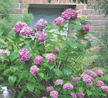 Hortensje boją się mrozów, dlatego wymagają całkowitego okrycia. W przeciwnym razie przemarzną im pąki kwiatowe.