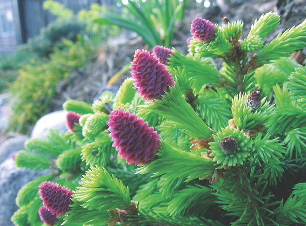 Iglaki to niezwykłe, wyjątkowe rośliny. Pielęgnowane z sercem odwdzięczają się oryginalnymi kształtami i barwami.