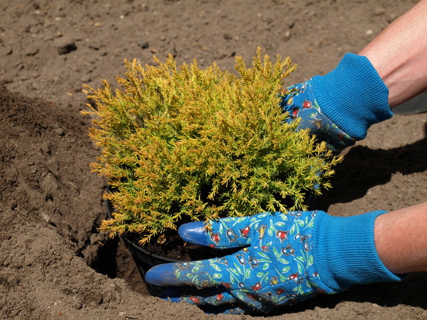 Jałowiec jest odporny na zanieczyszczenia, dlatego z powodzeniem możemy go uprawiać w mieście