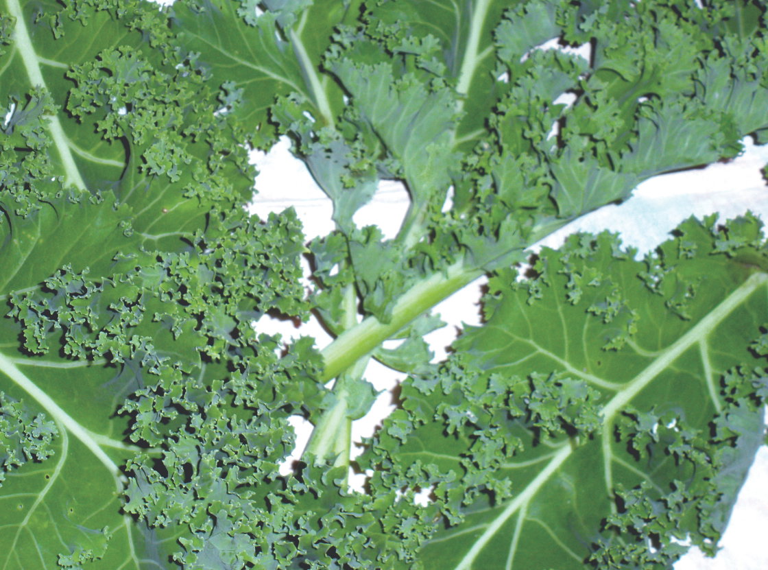 Jarmuż zbieramy późną jesienią, zimą i wiosną, aż do czasu wyrośnięcia kwiatostanów. 