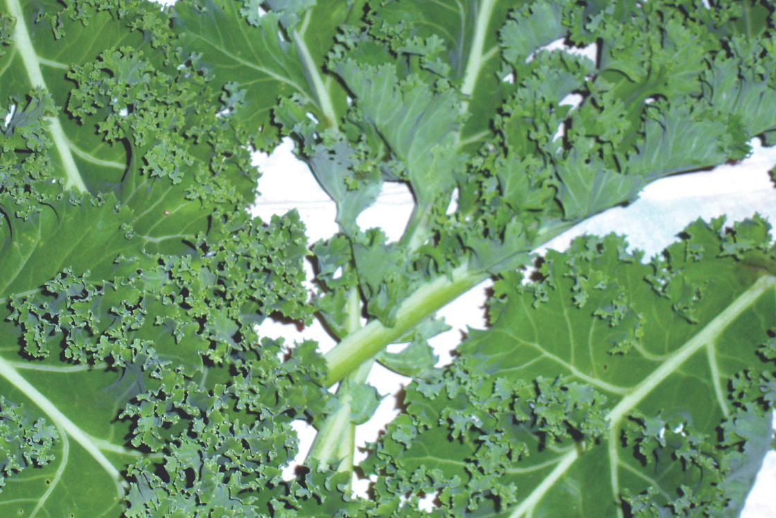Jarmuż zbieramy późną jesienią, zimą i wiosną, aż do czasu wyrośnięcia kwiatostanów.