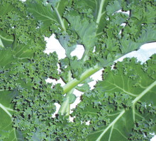 Jarmuż zbieramy późną jesienią, zimą i wiosną, aż do czasu wyrośnięcia kwiatostanów.