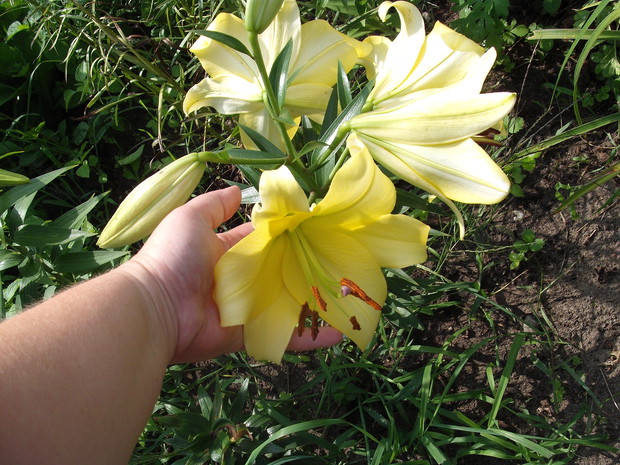 JEDNE Z MOICH ULUBIONYCH