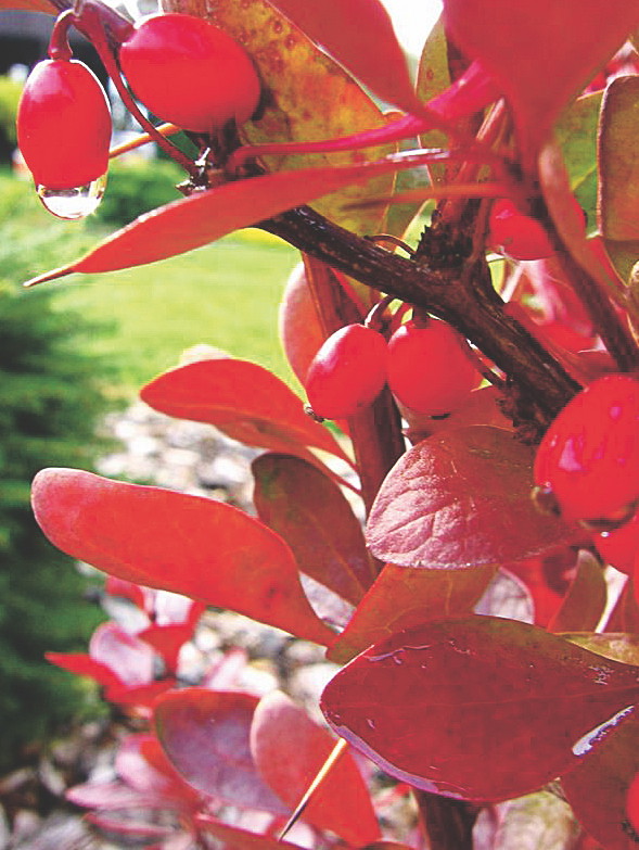 Jesienią cudownie wybarwiają się ozdobne krzewy, które z upodobaniem hoduję.