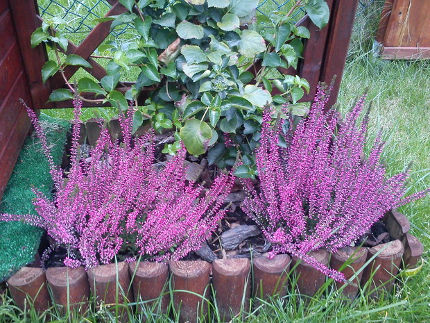 Jesienią królują wrzosy