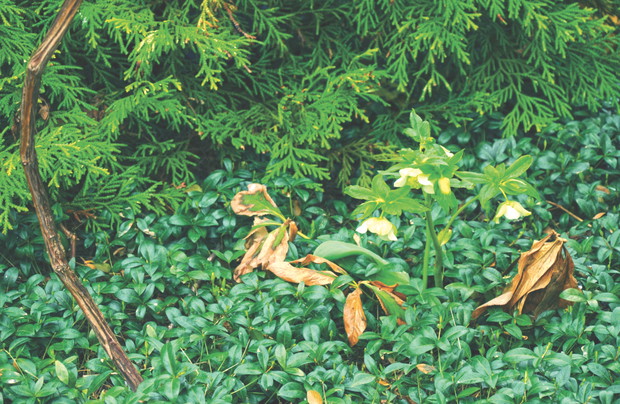 Jeśli decydujemy się na posadzenie ciemierników wśród roślin zimozielonych, zadbajmy o to, aby miały dostęp do światła.