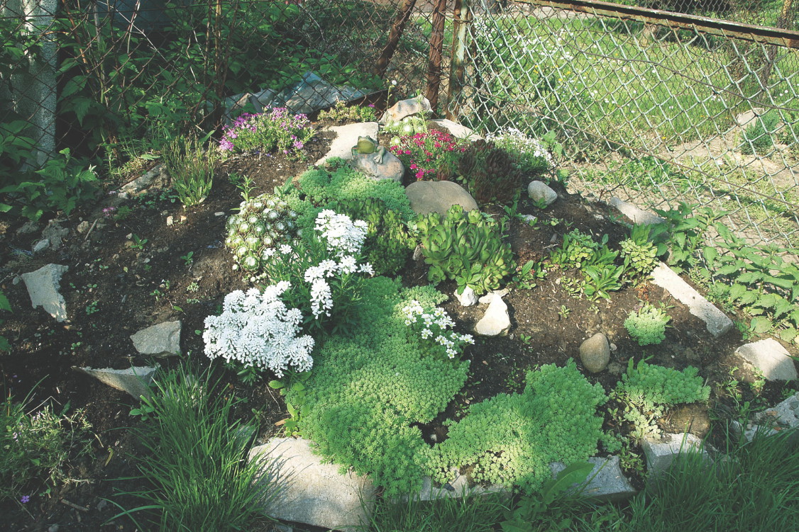 Jeśli posadzimy gatunki kwitnące w różnych terminach, nasz skalniak będzie barwny od wiosny do późnej jesieni.