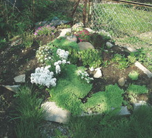 Jeśli posadzimy gatunki kwitnące w różnych terminach, nasz skalniak będzie barwny od wiosny do późnej jesieni.