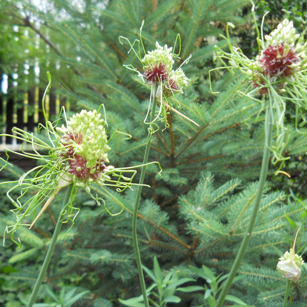 jestem szalony - mówią mi