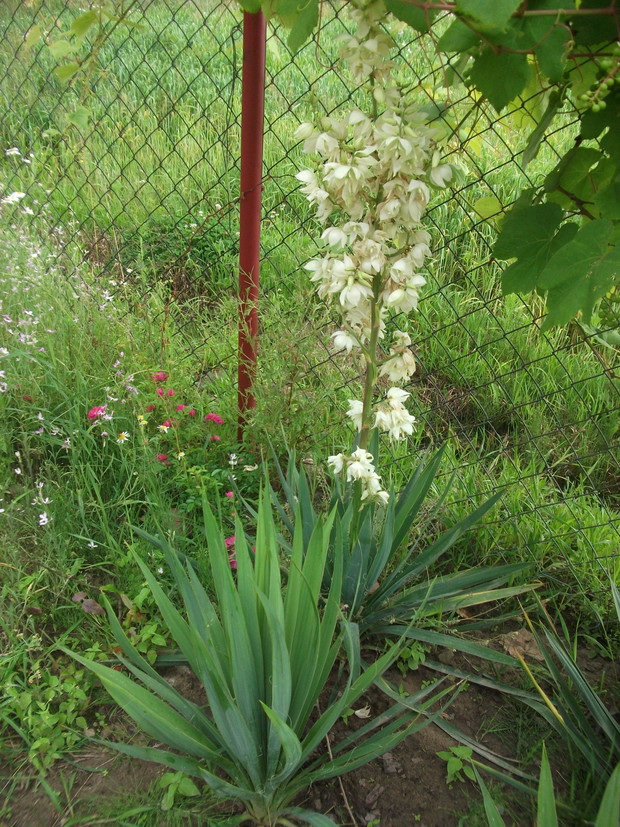 Juka też mi w tym roku zakwitła, ale tylko jedna