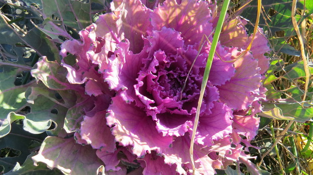 Kapusta uroczo fioletowa