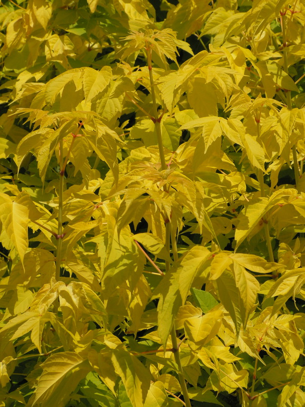 Klon jesionolistny Acer negundo  'Odessanum'