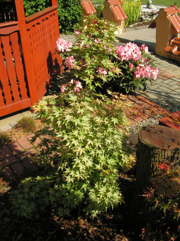 Klon palmowy Acer palmatum 'Peve Multicolor'