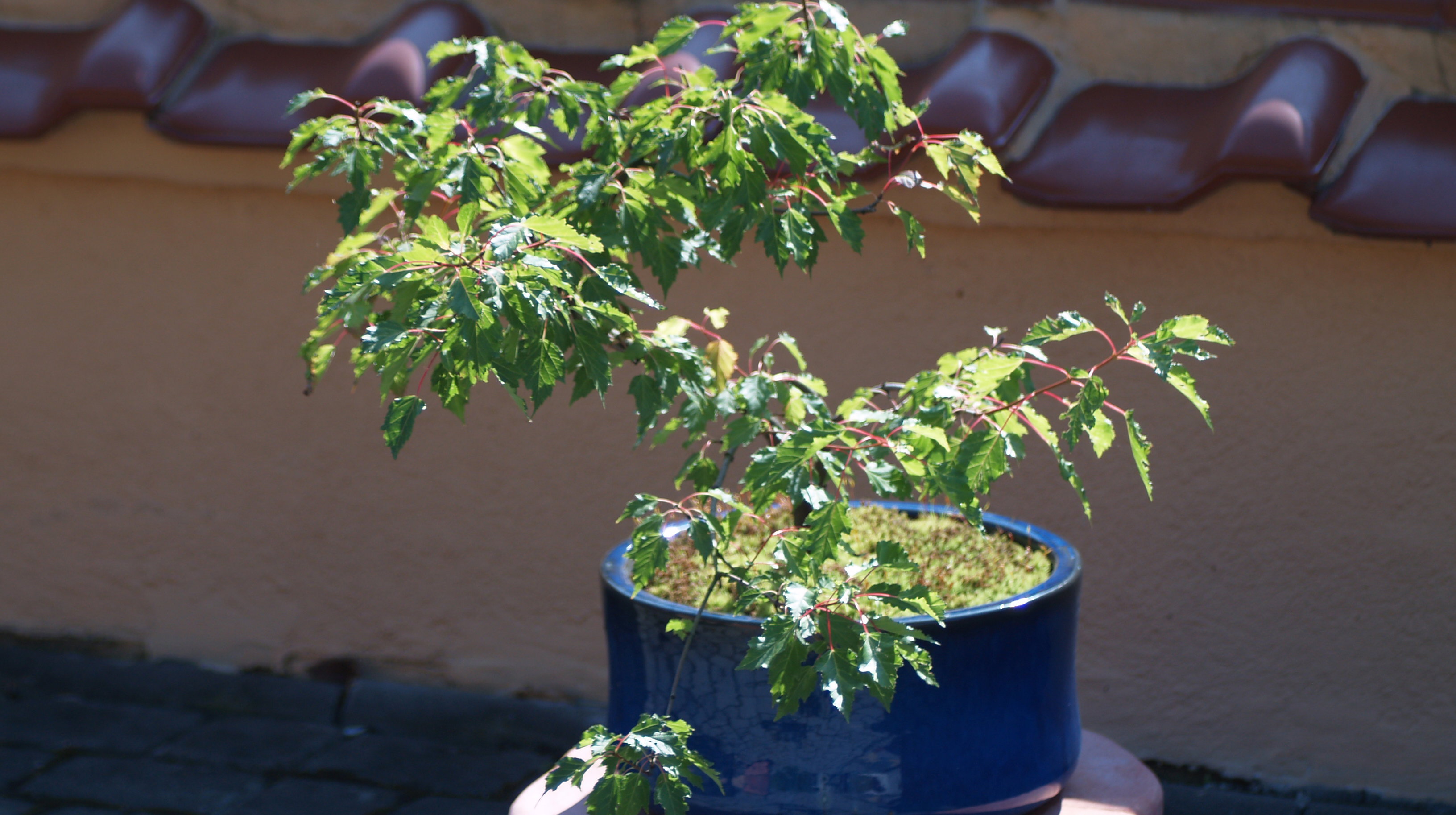 Klon tatarski łatwo daje się kształtować.