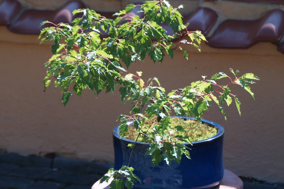 Klon tatarski łatwo daje się kształtować.